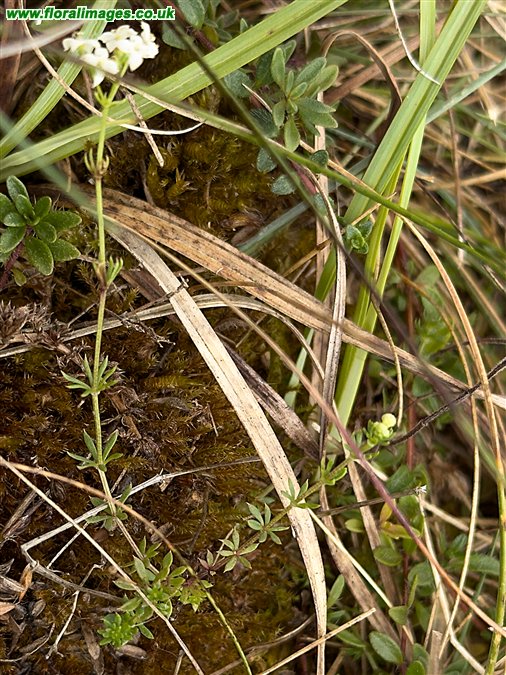 Galium sterneri