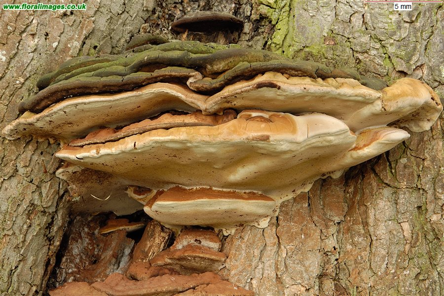 Ganoderma sp.