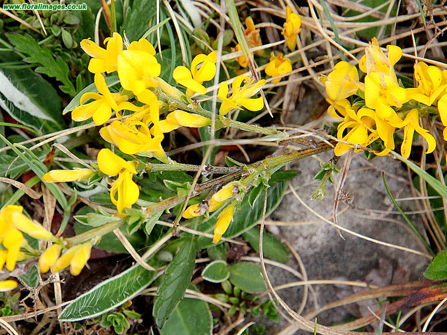 Genista pilosa