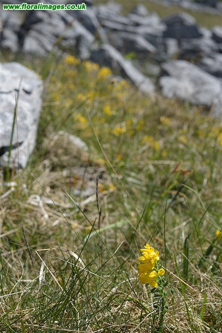 Genista pilosa