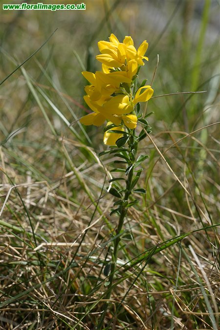 Genista pilosa