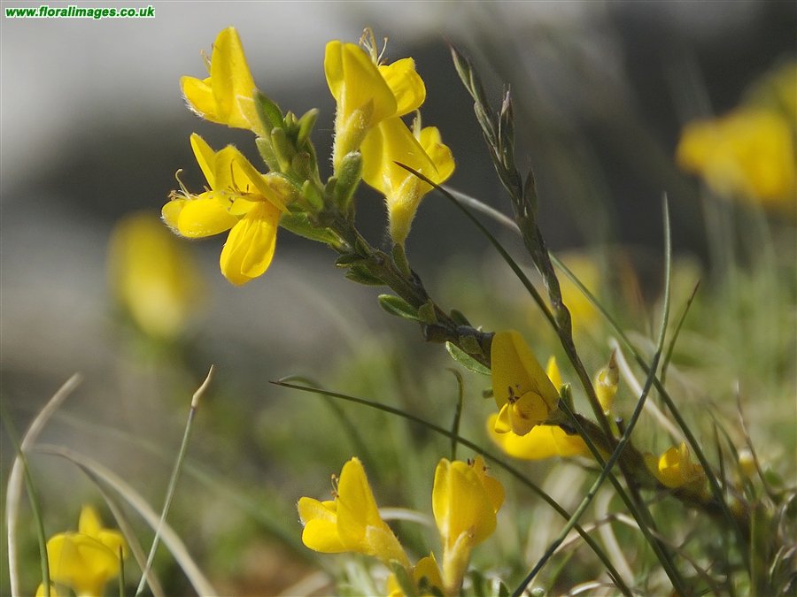 Genista pilosa