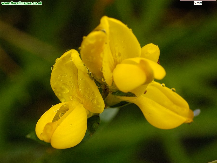 Genista tinctoria