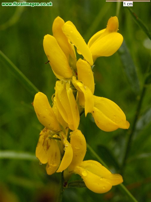 Genista tinctoria