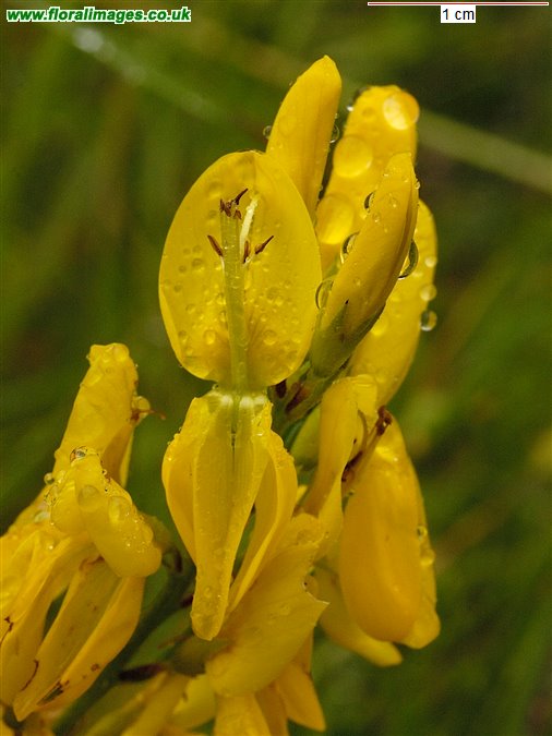 Genista tinctoria