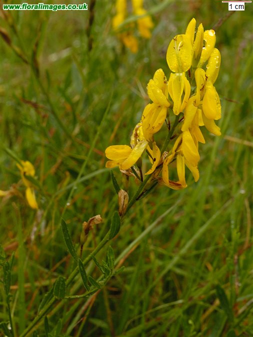 Genista tinctoria