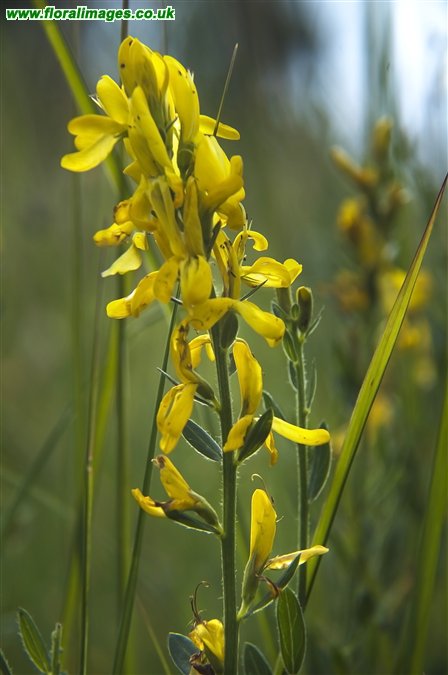 Genista tinctoria