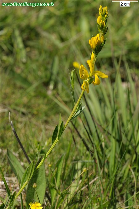 Genista tinctoria