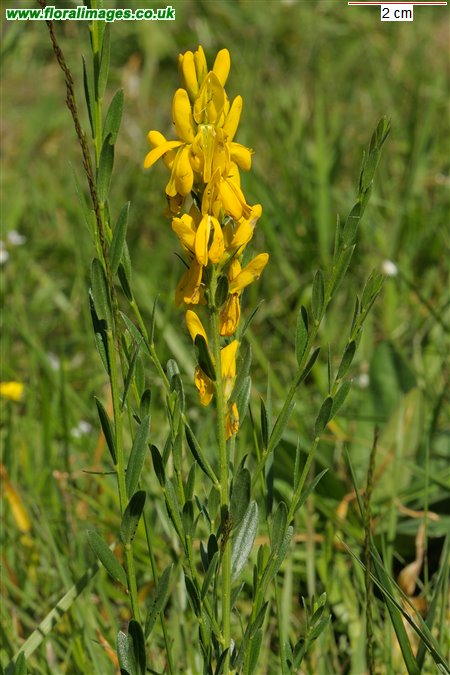 Genista tinctoria