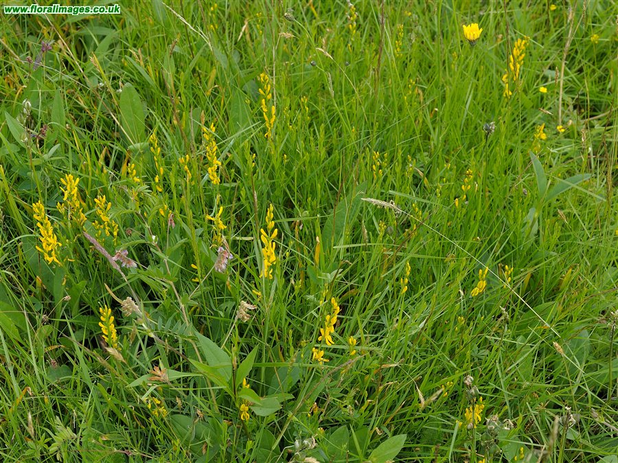 Genista tinctoria