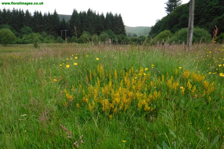 Genista tinctoria