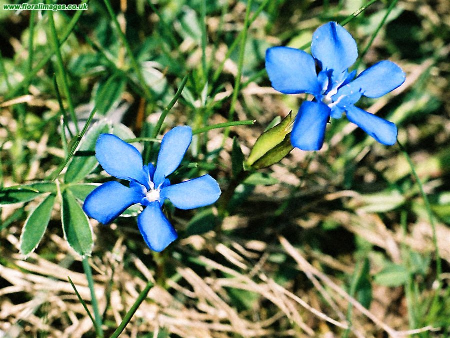 Gentiana verna