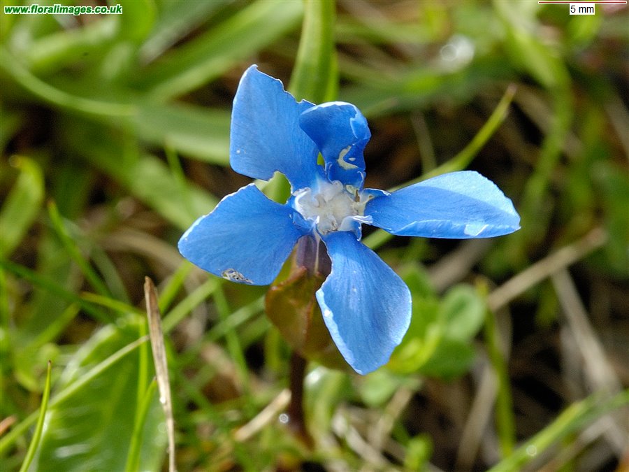 Gentiana verna