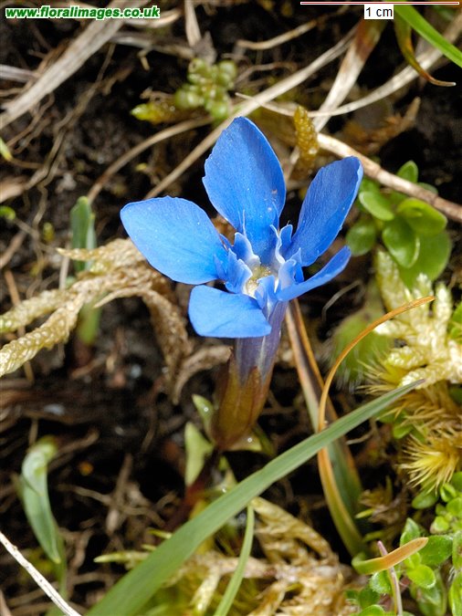 Gentiana verna