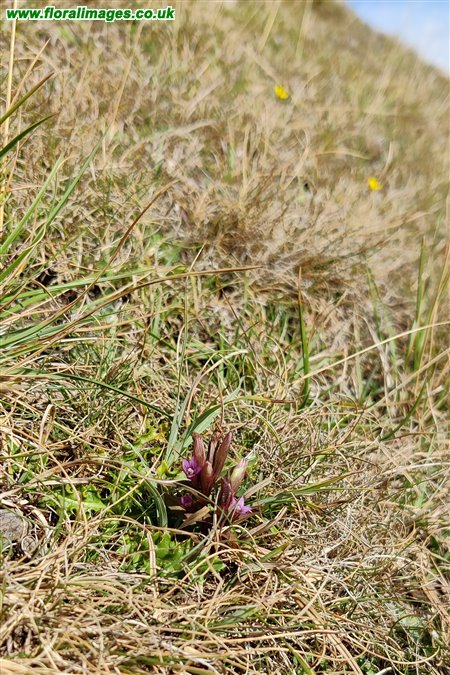 Gentianella amarella