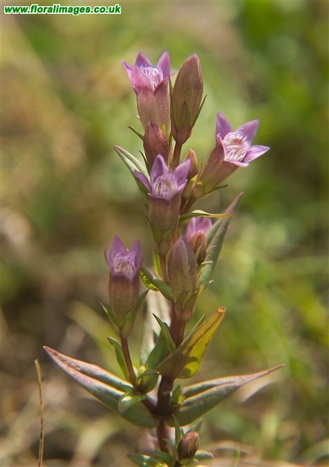 Gentianella amarella