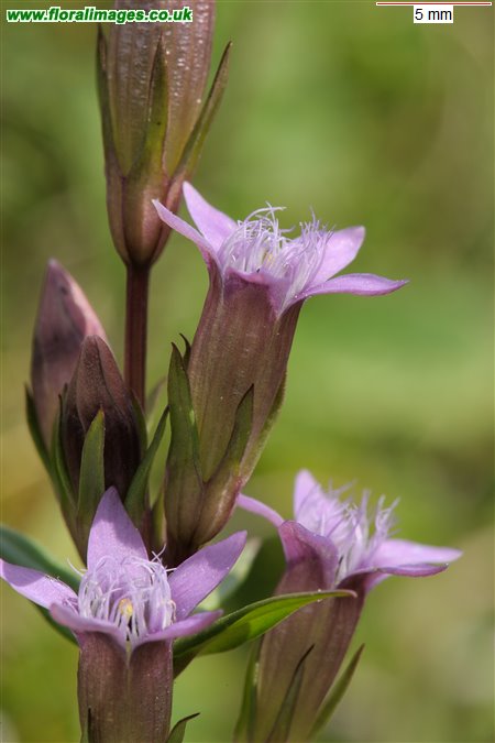 Gentianella amarella