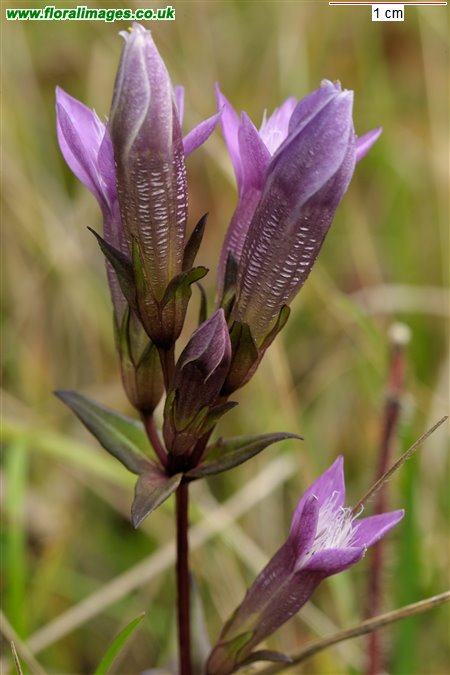 Gentianella germanica