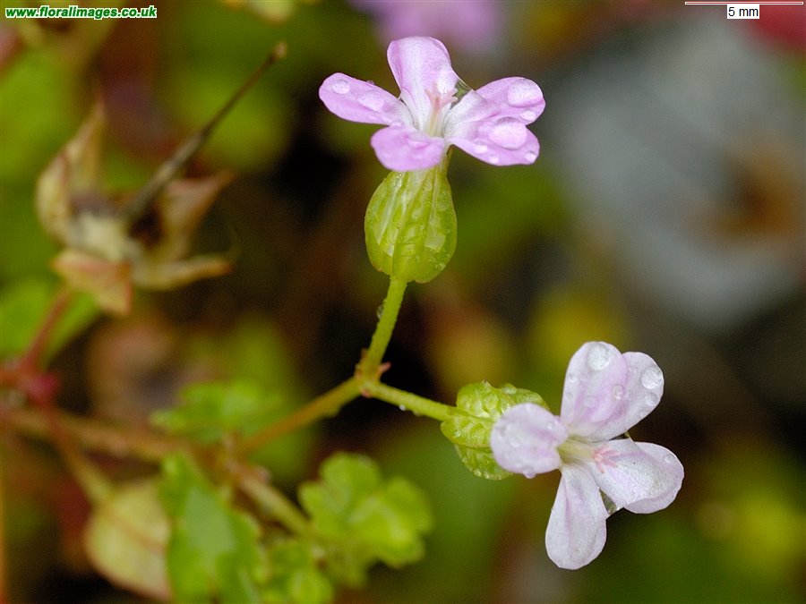 Geranium lucidum