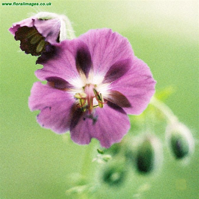 Geranium phaeum