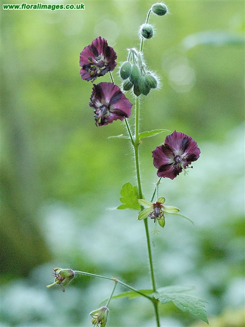 Geranium phaeum