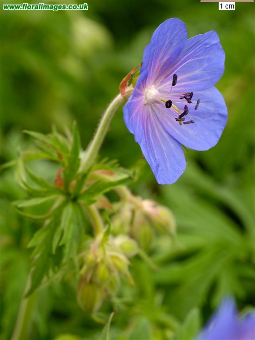 Geranium pratense