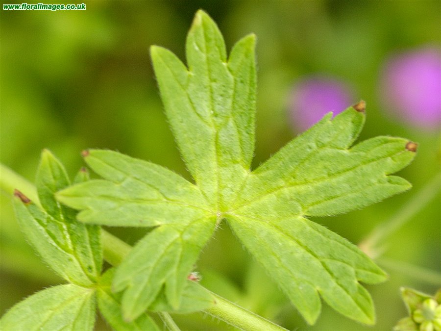 Geranium pyrenaicum