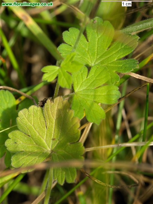 Geranium pyrenaicum