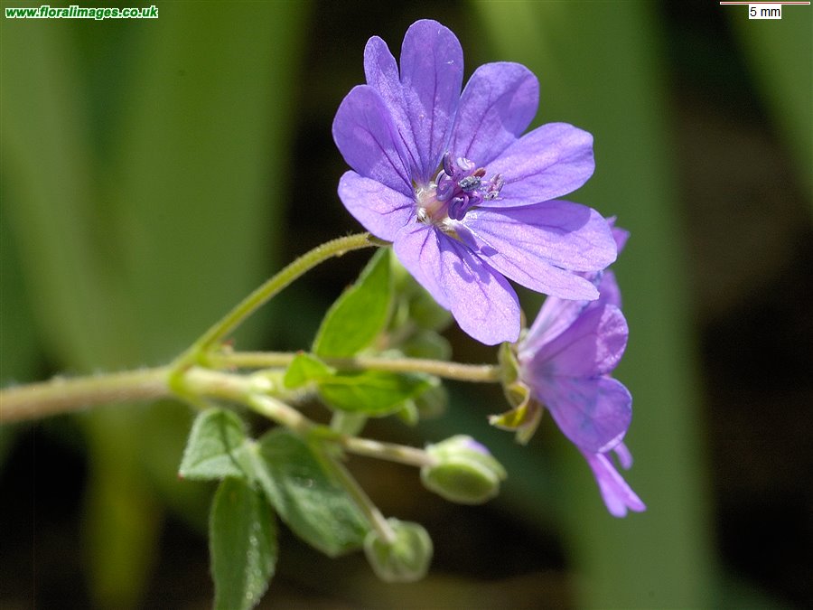 Geranium pyrenaicum