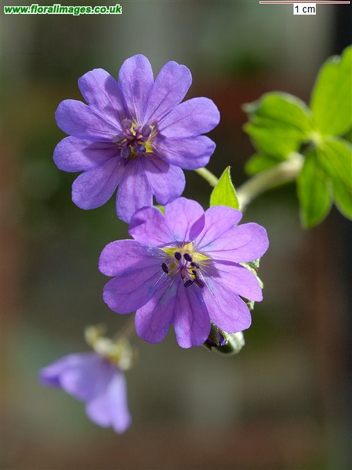 Geranium pyrenaicum