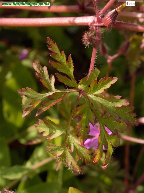 Geranium robertianum