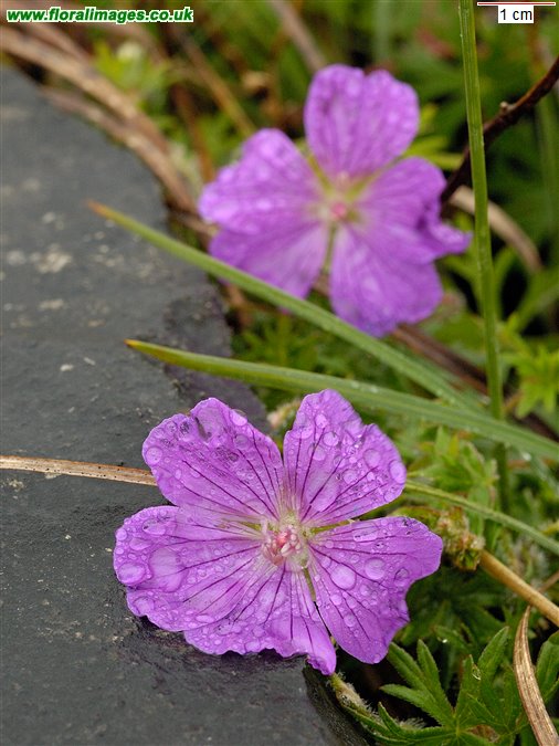 Geranium sanguineum