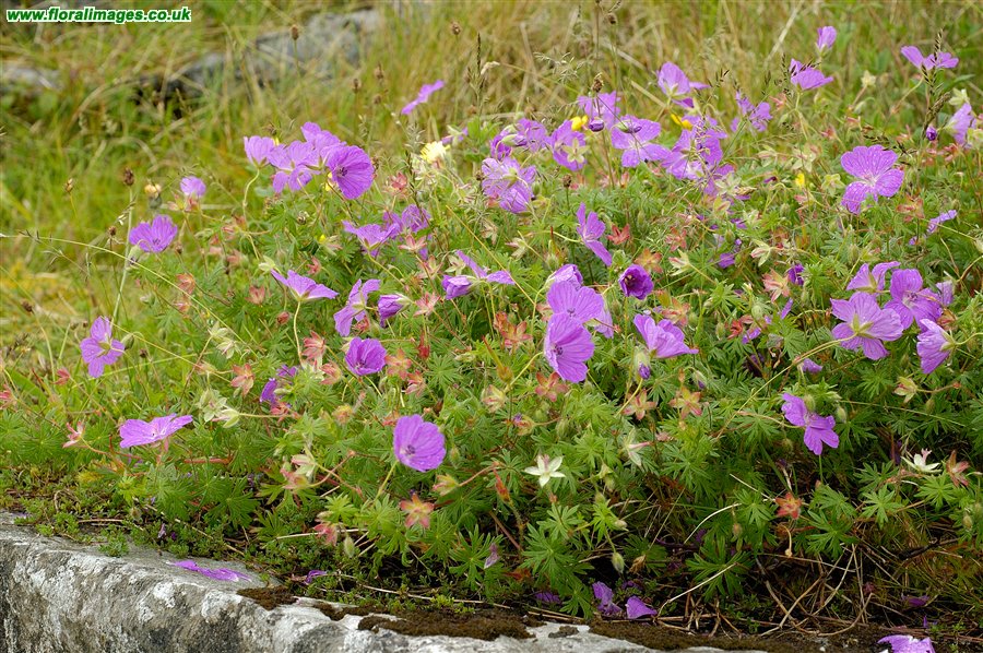 Geranium sanguineum