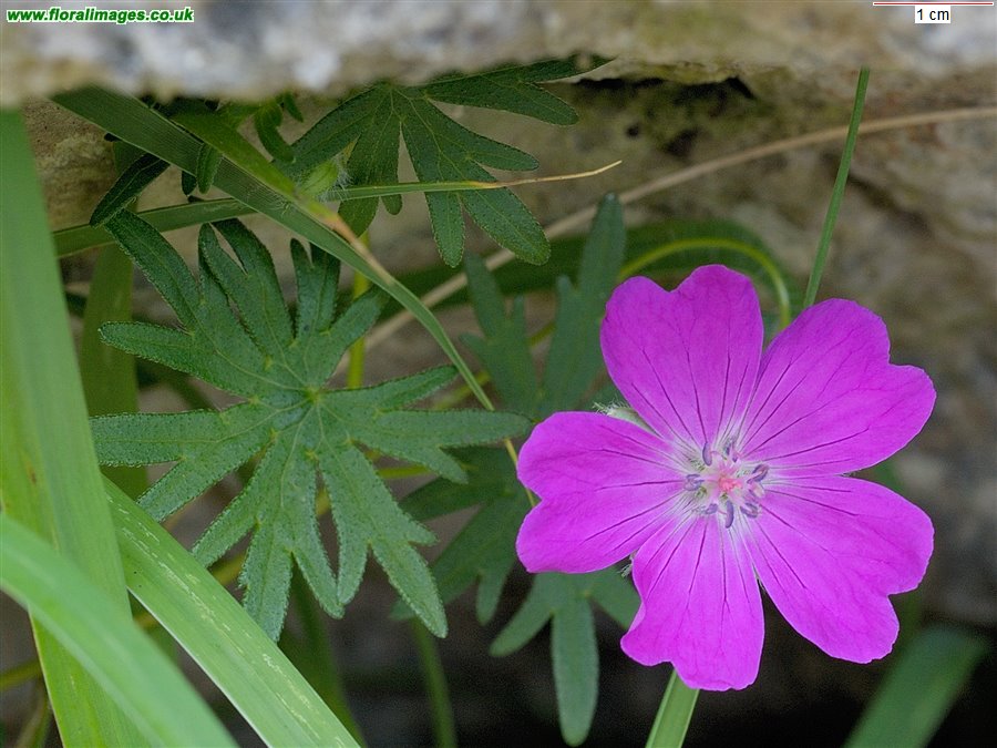 Geranium sanguineum