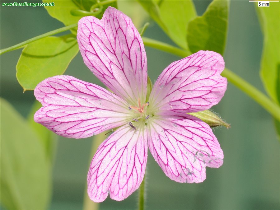 Geranium x oxonianum