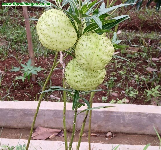 Gomphocarpus physocarpus