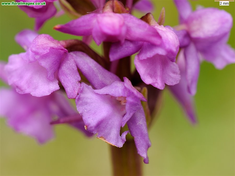 Gymnadenia densiflora