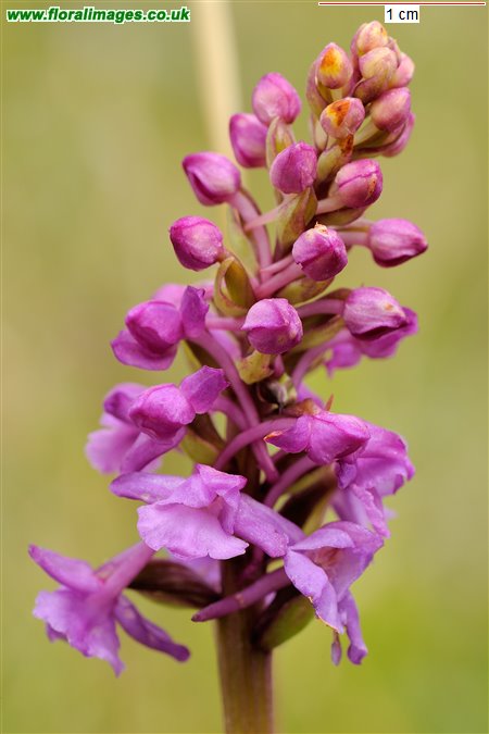 Gymnadenia densiflora