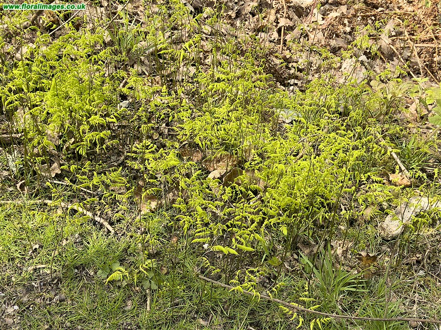 Gymnocarpium dryopteris