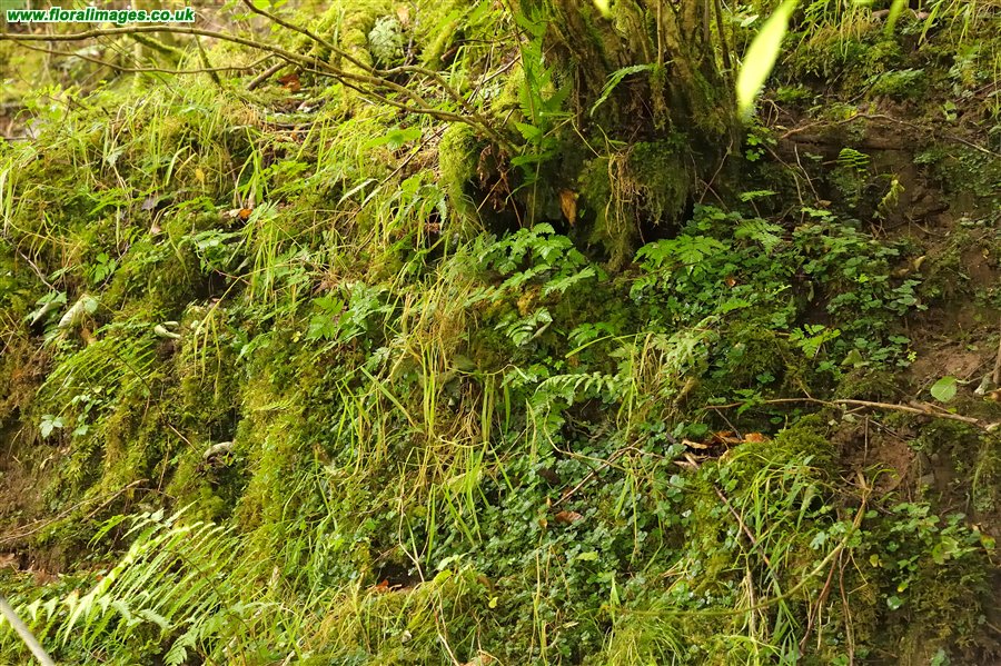 Gymnocarpium dryopteris