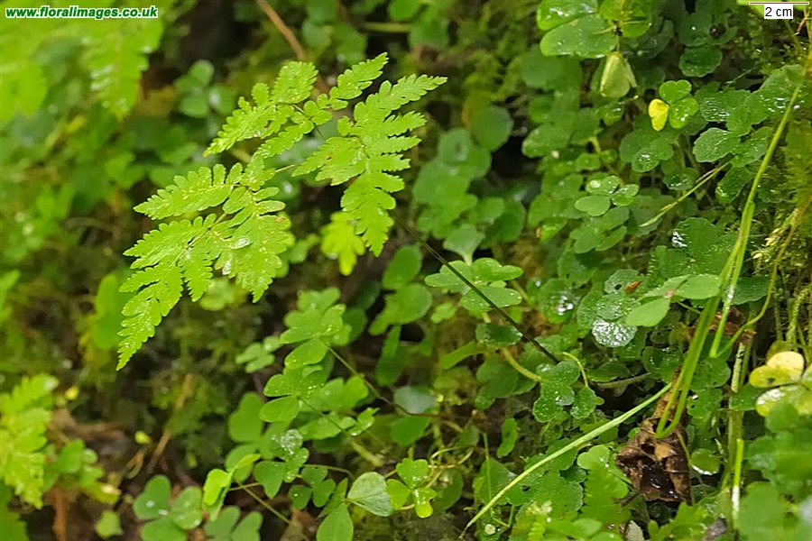 Gymnocarpium dryopteris