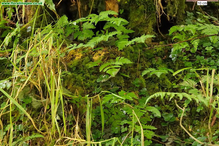 Gymnocarpium dryopteris