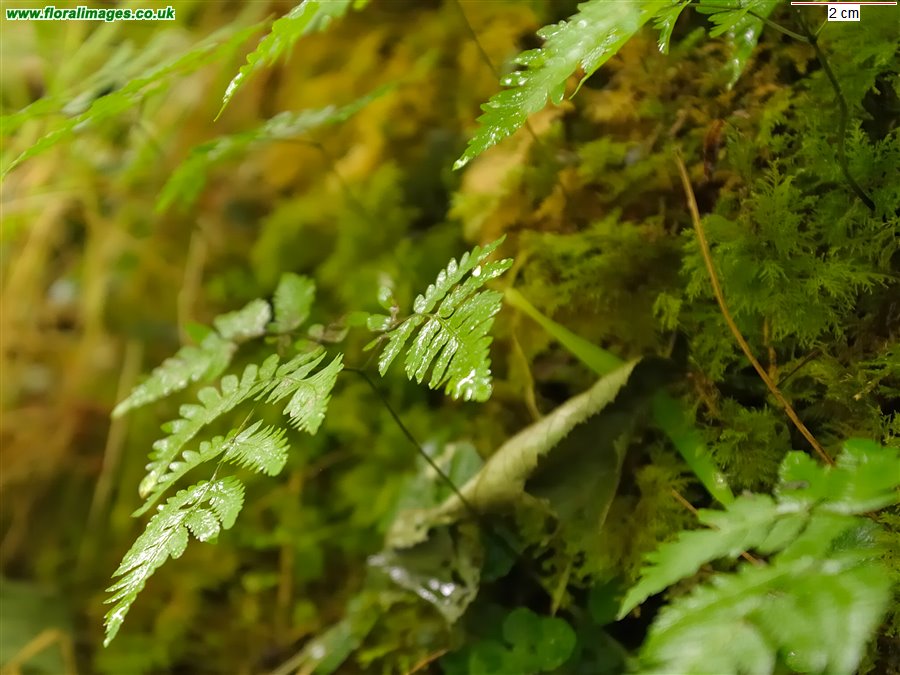 Gymnocarpium dryopteris