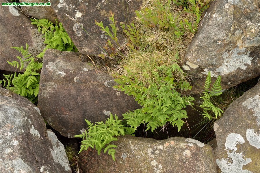 Gymnocarpium dryopteris