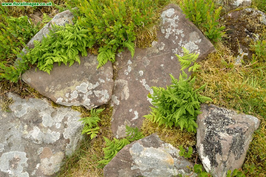Gymnocarpium dryopteris