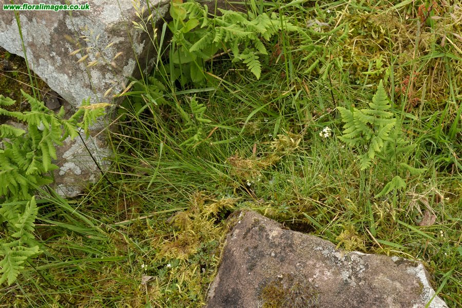 Gymnocarpium dryopteris