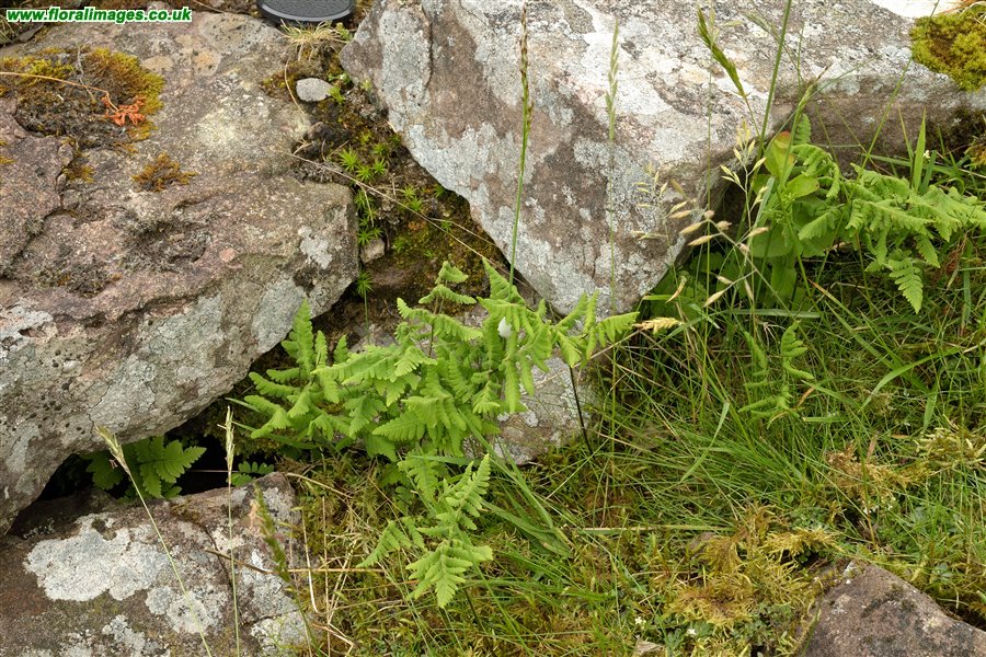 Gymnocarpium dryopteris
