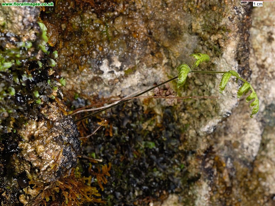 Gymnocarpium robertianum