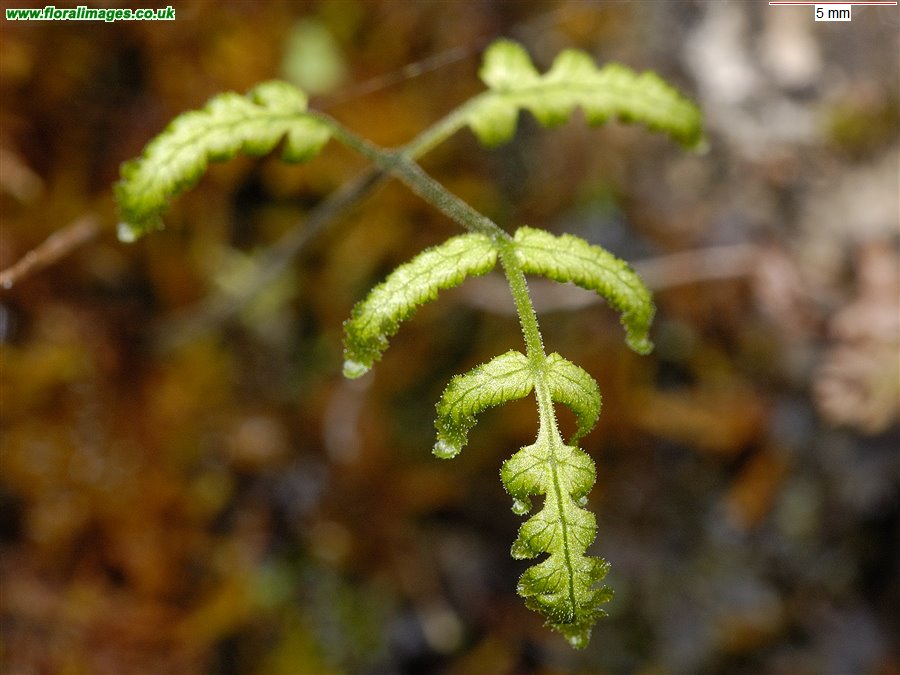 Gymnocarpium robertianum