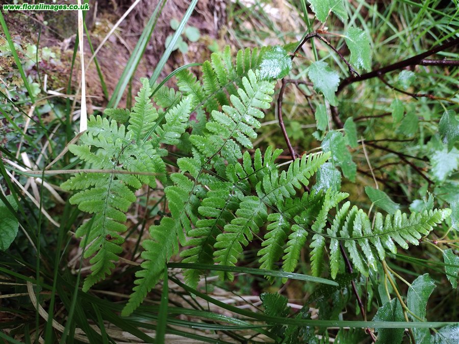 Gymnocarpium robertianum